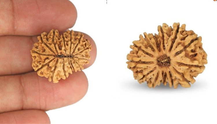Unveiling the Mystique of the 13 Mukhi Rudraksha