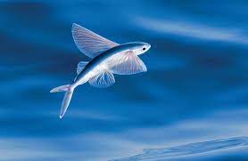 Discivering unique features of The Flying Fish