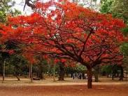 Flame of the Forest Palash Tree
