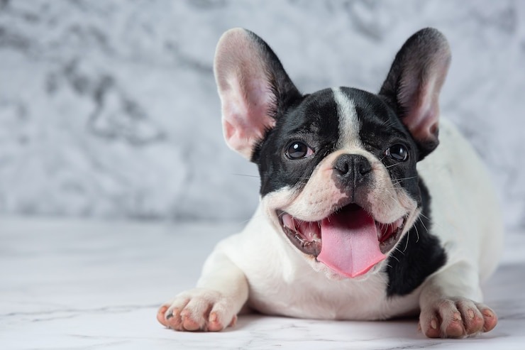 Explore Amazing Tips for Training Your Bulldog Puppy