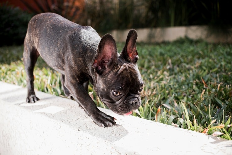 What to Consider Before Bringing Home Your First French Bulldog Pups—BlueHaven’s Tips