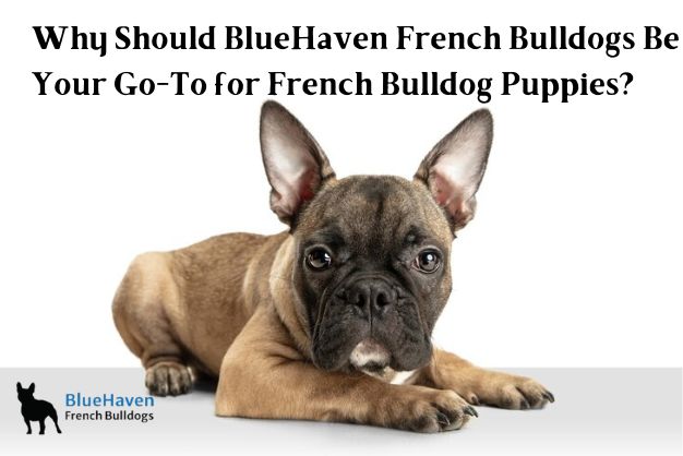 Why Should BlueHaven French Bulldogs Be Your Go-To for French Bulldog Puppies?