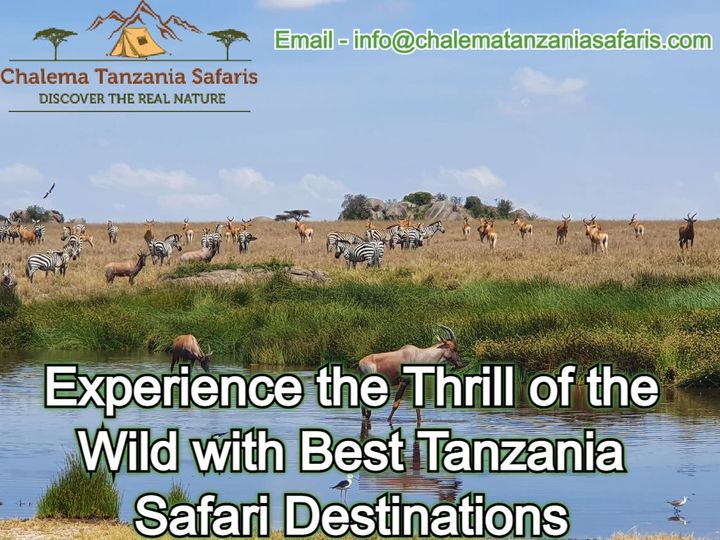 Explore the Untamed: Safari Adventures in Tanzania