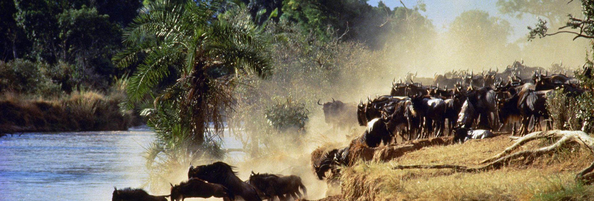 Ndutu Migration Calving Safari: 6 Days of Natural Marvels