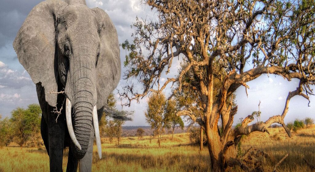 Arusha National Park: Birdwatching Bliss on a Safari Tanzania Escape
