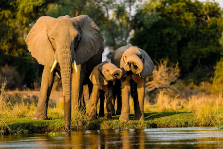 When to Book Your Life-Changing 6-Days Tanzania Safari Adventure