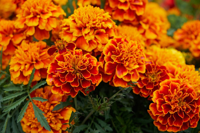Applications of Marigold Flower Extract in Natural Medicine 