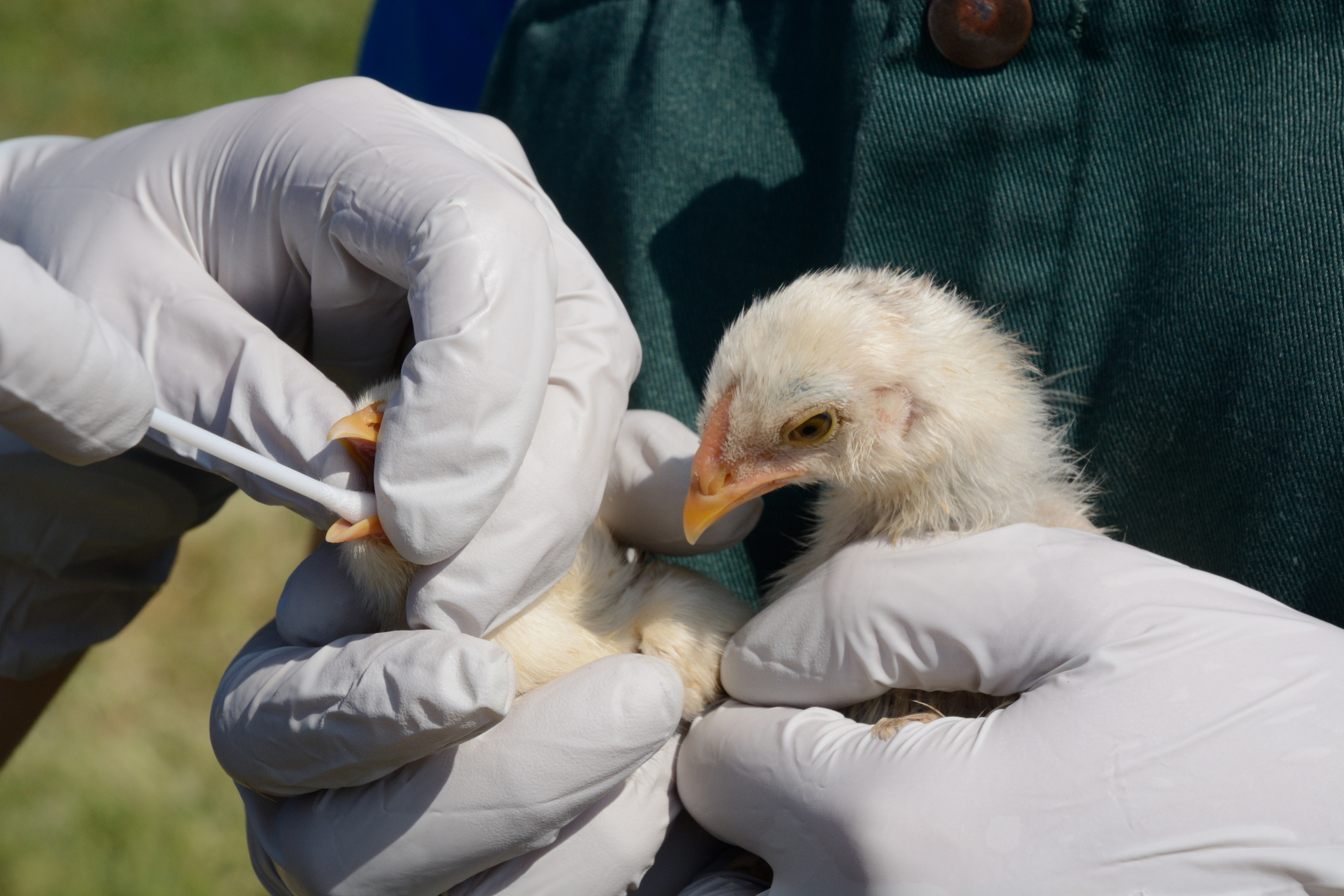 Poultry Vaccine Market Segmentation And Forecast 2023-2030