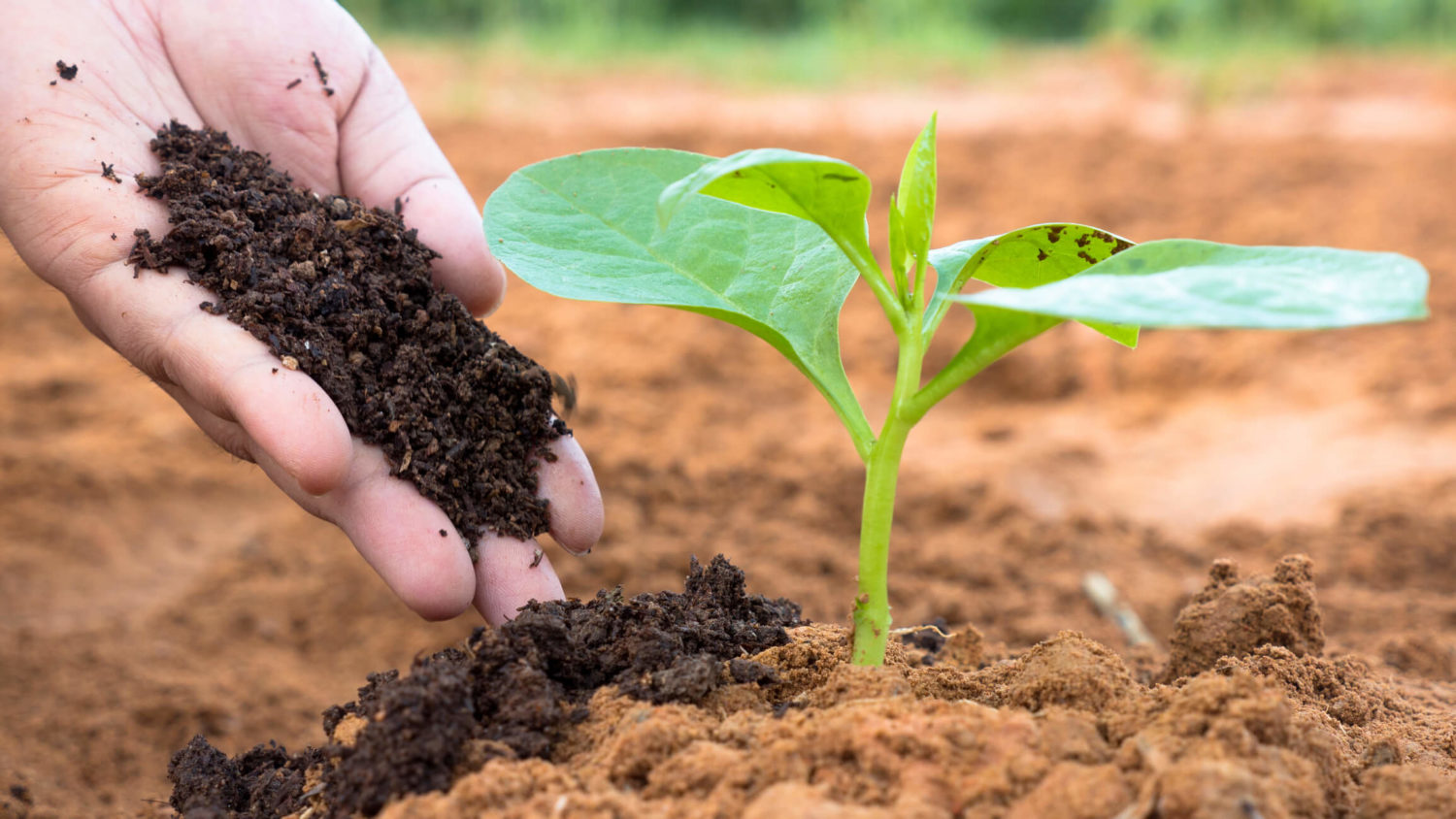 Organic Fertilizer Market Analysis, Size, Growth, Trends And Forecast 2019-2027
