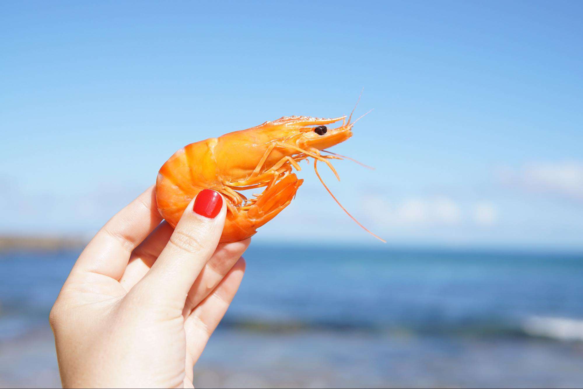 Exploring the Health Benefits of Shrimp