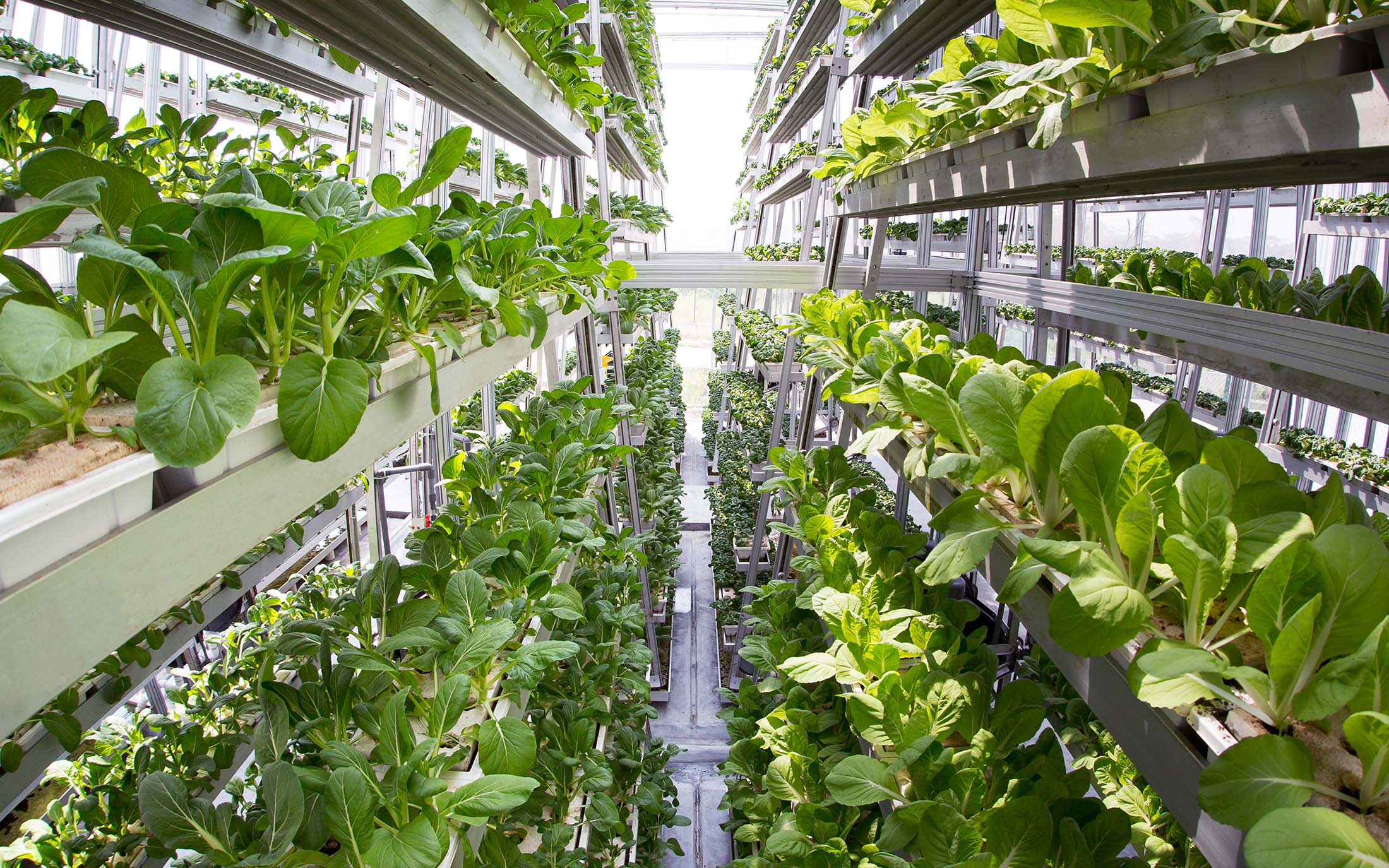 Growing Upwards: Sustainable Solutions through Vertical Farming