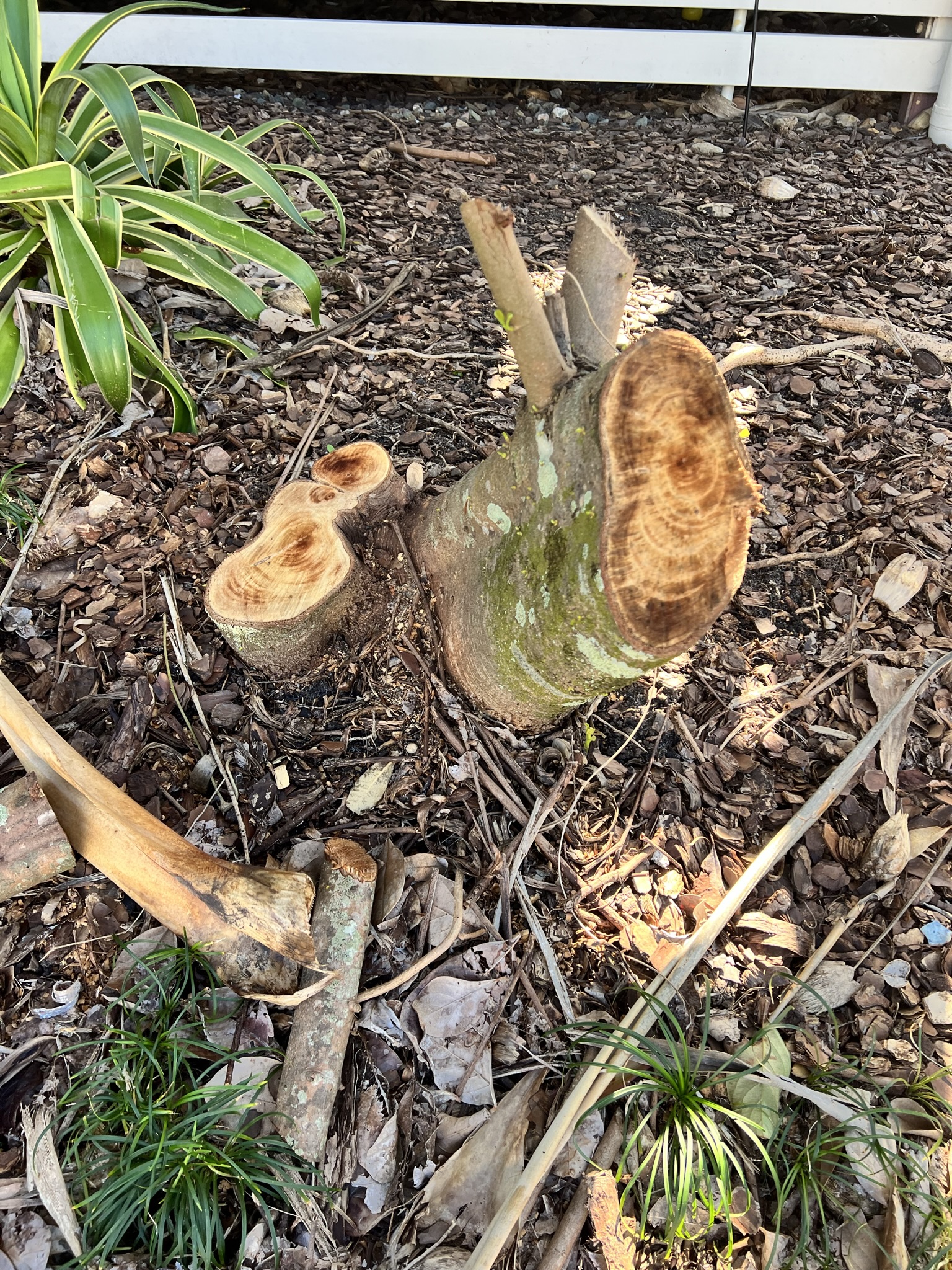 Stumpworks Qld: The Leading Stump Removal Service on the Sunshine Coast