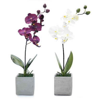 Exploring Different Color Combinations For Your Orchid Manila Bouquet