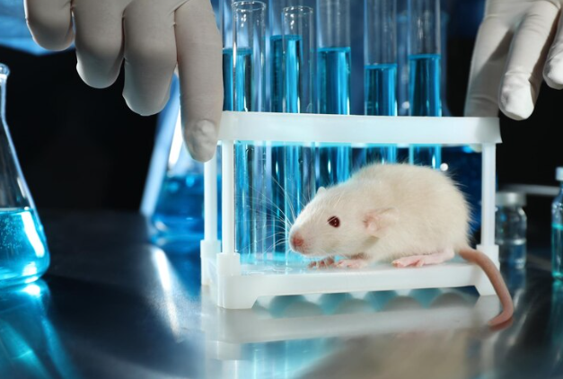 What Are the Advantages and Limitations of Using Xenograft Models in Cancer Studies?