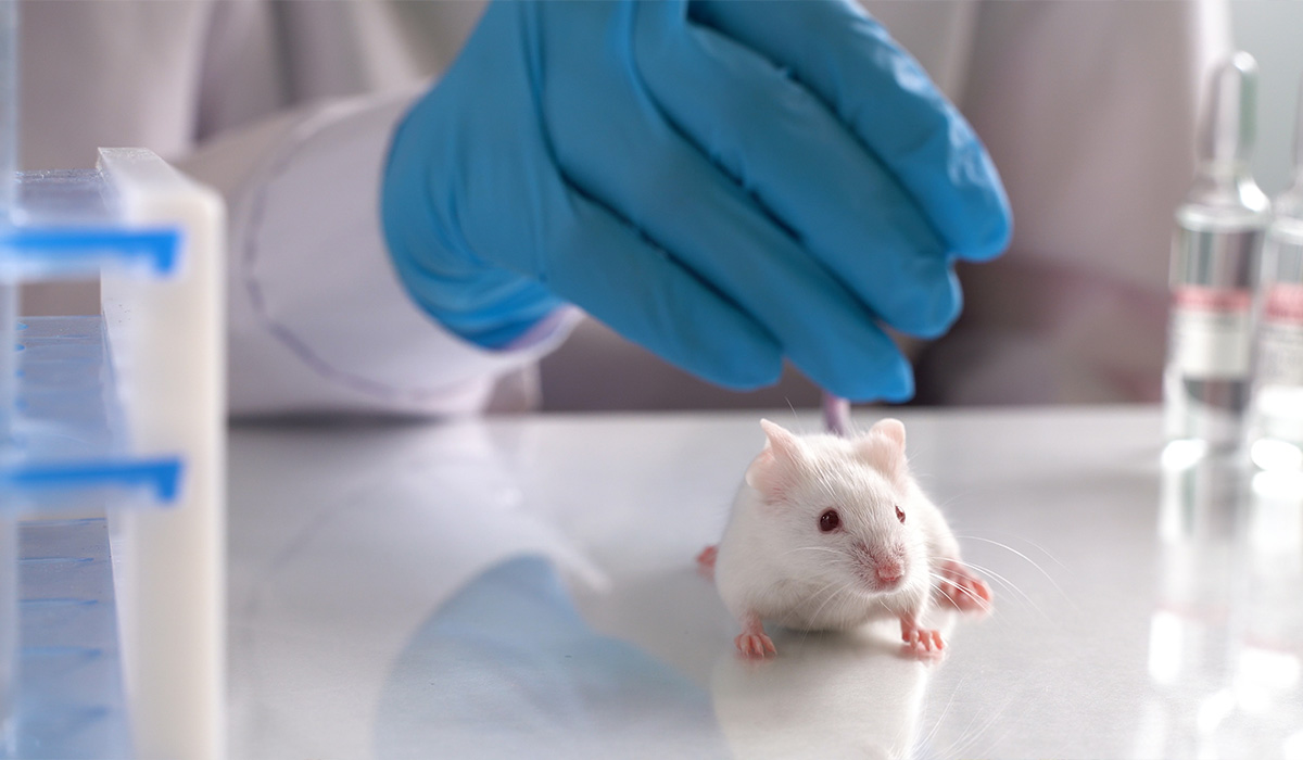 What are the differences between traditional xenograft models and PDX mouse models?