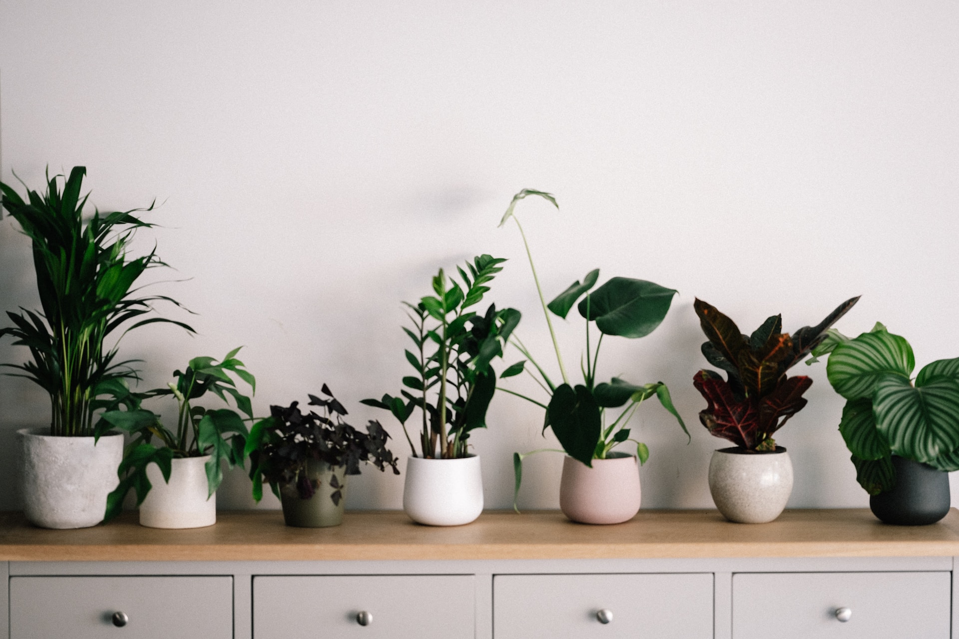 Mastering the Art of Indoor Greenery: Best Houseplant Varieties and Proven Growing Techniques