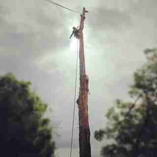 Understanding the Difference Between Tree Pruning and Tree Lopping