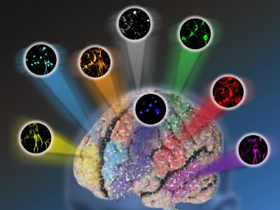 Live Cell Imaging Market Will Grow At A Higher Rate Due To Availability Of Patient Pool And Prevalence Of Chronic Diseases