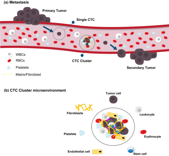 Circulating Tumor Cells (CTC) Market - Main Region Market Analysis