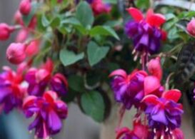 Easy to grow and Inexpensive Landscape Plants