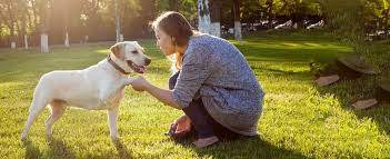 Dog training brisbane