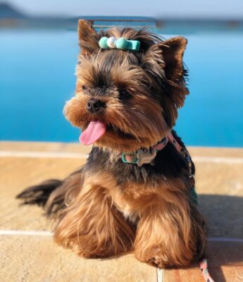 Yorkie Puppies For Adoption