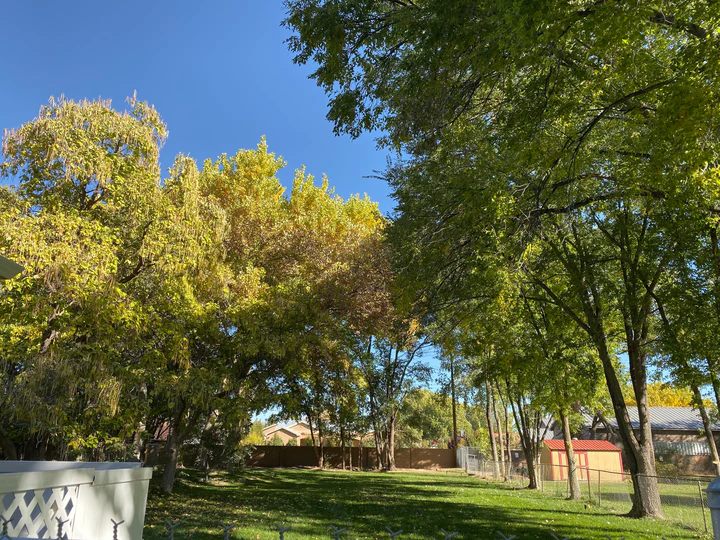 Navigating Tree Removal in New Mexico: Essential Information for Homeowners