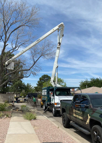 Tree Trimming in Albuquerque: Essential Tips for Healthy Trees