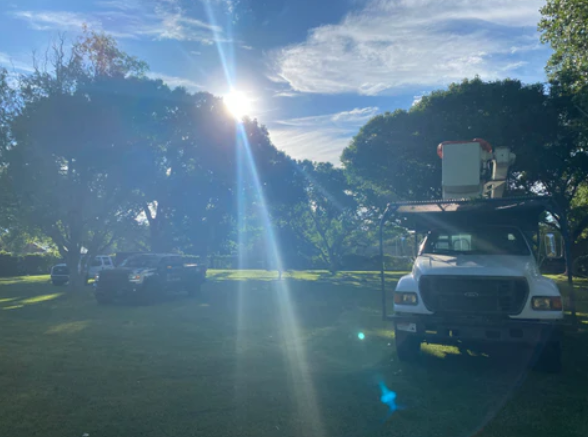 Tree Removal Service Near Me: How to Find Reliable and Affordable Options