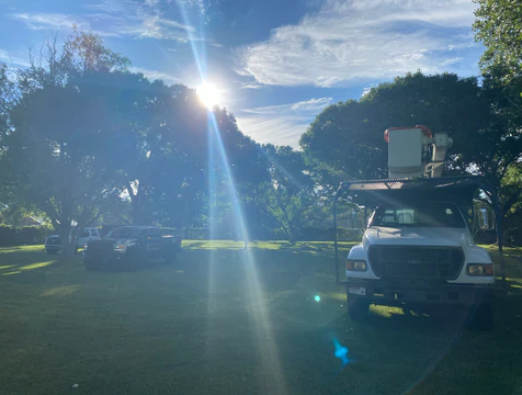 What to Expect from a Tree Removal Service in Albuquerque: A Step-by-Step Guide