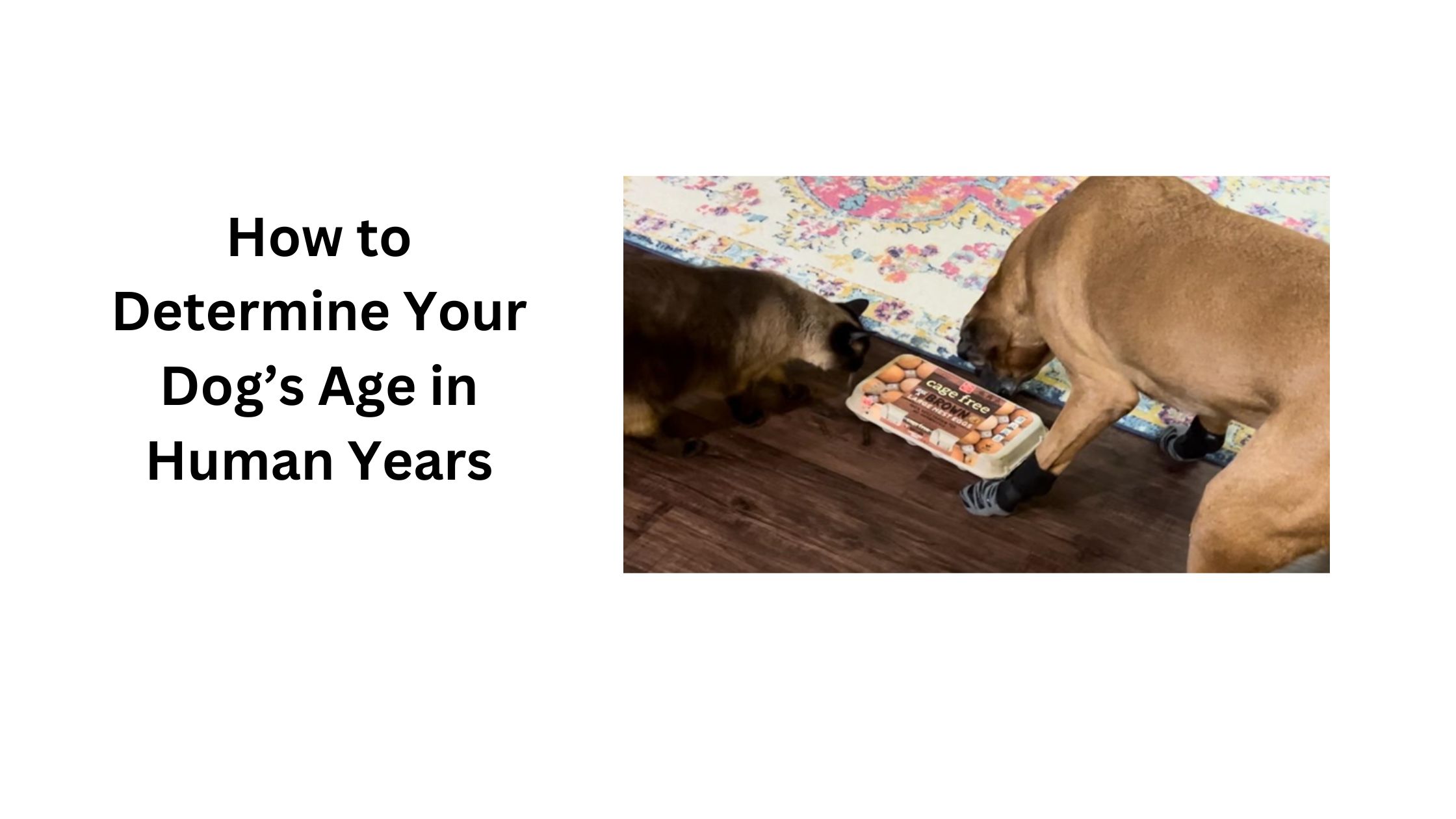 How to Determine Your Dog’s Age in Human Years