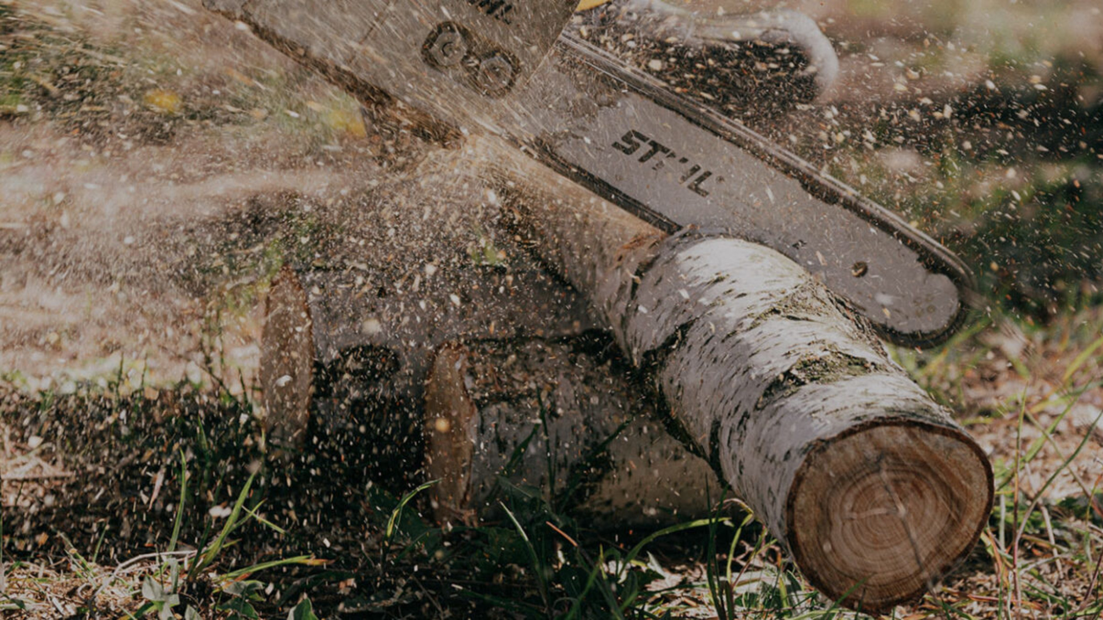 Choosing a Palm Care Service in Orange Park