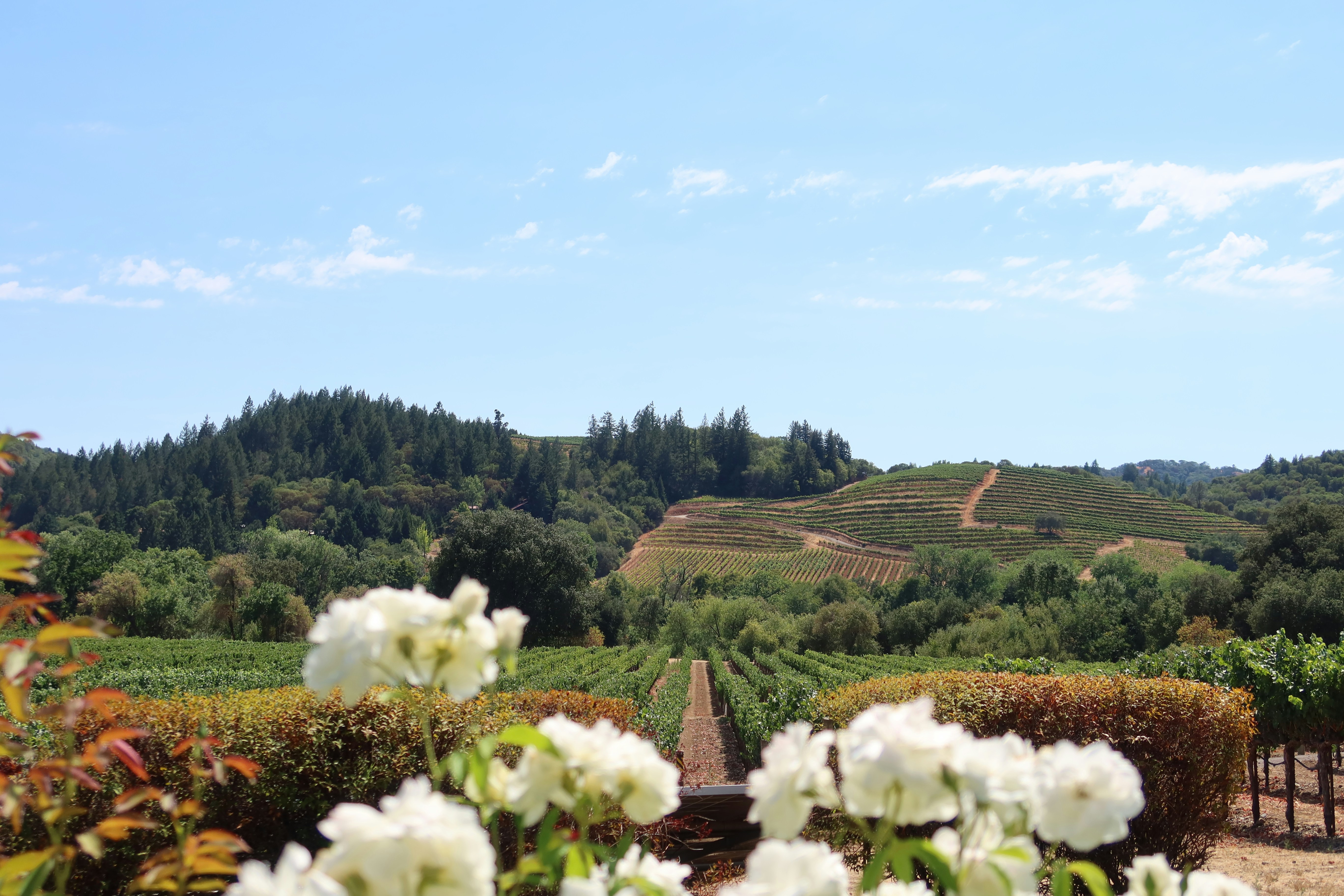 From Napa to Newport: California’s Most Scenic Drives for the Ultimate Car Lover’s Escape