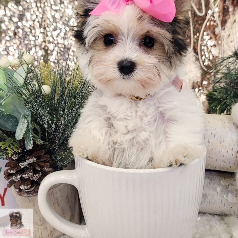 Yorkie Puppies for sale in Florida with the best Quality
