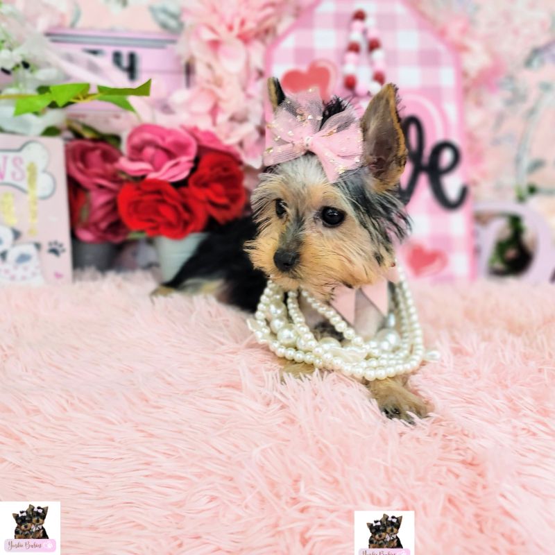 Why Teacup Yorkie Breeders in Texas are very Popular