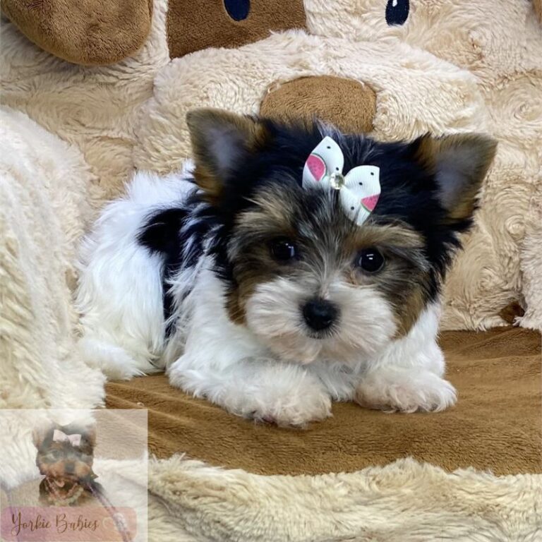 Yorkie Puppies for sale in New Jersey at Reasonable Price
