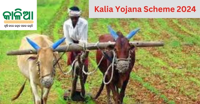 Kalia Yojana Scheme 2024: How to apply, Eligibility, Documents