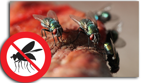 Best Fly Control Services in Faridabad, India