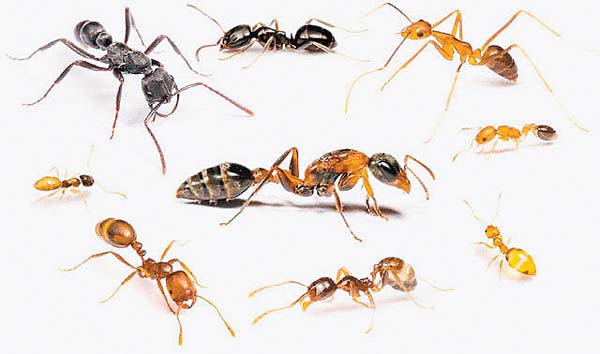 The Ultimate Guide to Eliminating Ant Infestations in the New Year