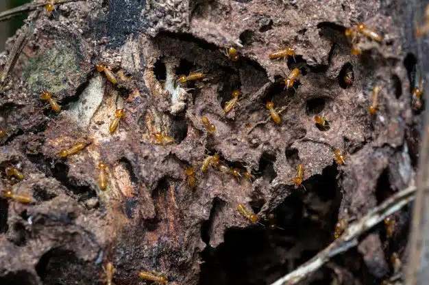 Effective Termite Prevention Strategies for Perth Homeowners