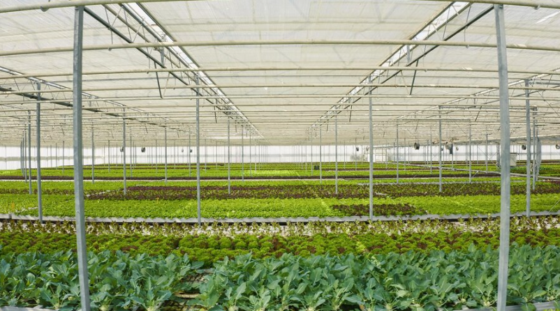 Solar Barns: Integrating Renewable Energy into Agricultural Buildings