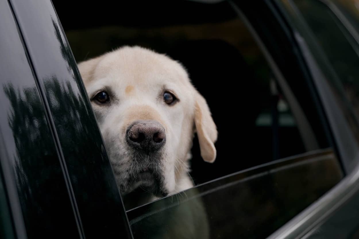 Understanding Your Dog's Car Cries: The Top Five Reasons