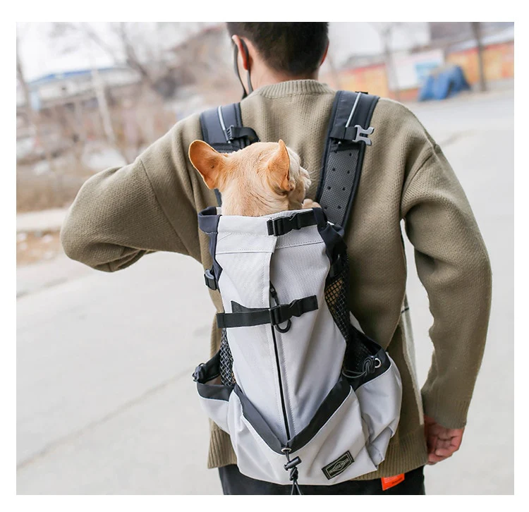 6 Tips to Take Your Dog Everywhere You Go
