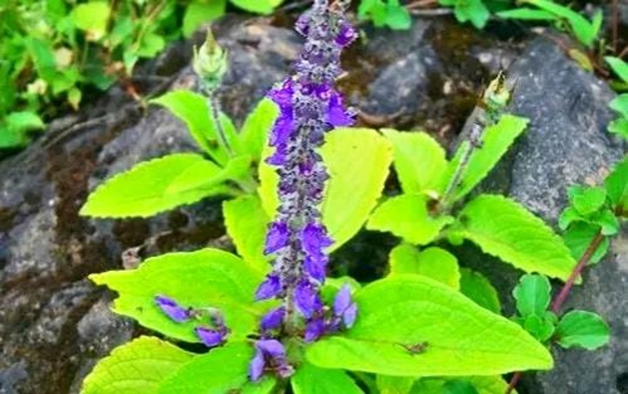 Coleus Herbal Extracts - Manipal Natural