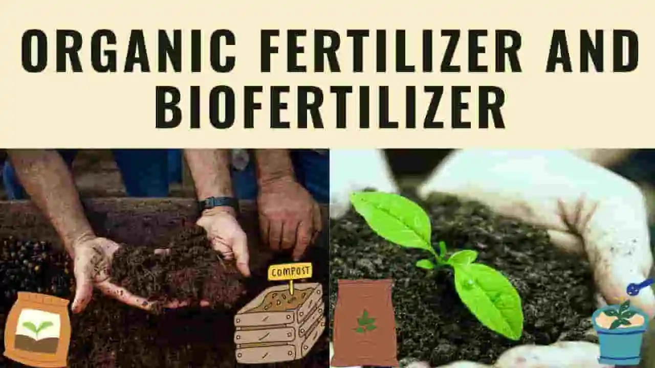 How Bio and Organic Fertilizers Are Powering the Green Revolution