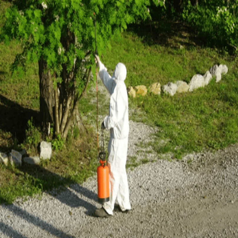 Termite Inspections Gold Coast