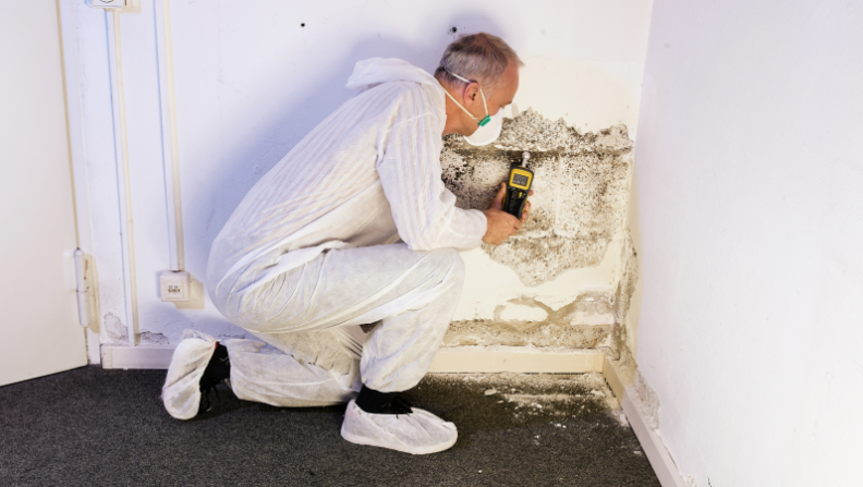 Pest Control Coomera