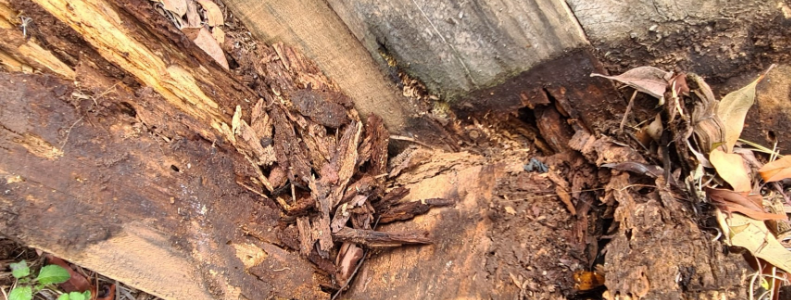 Termite Inspection Brisbane