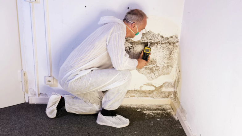 Pest Control Coomera