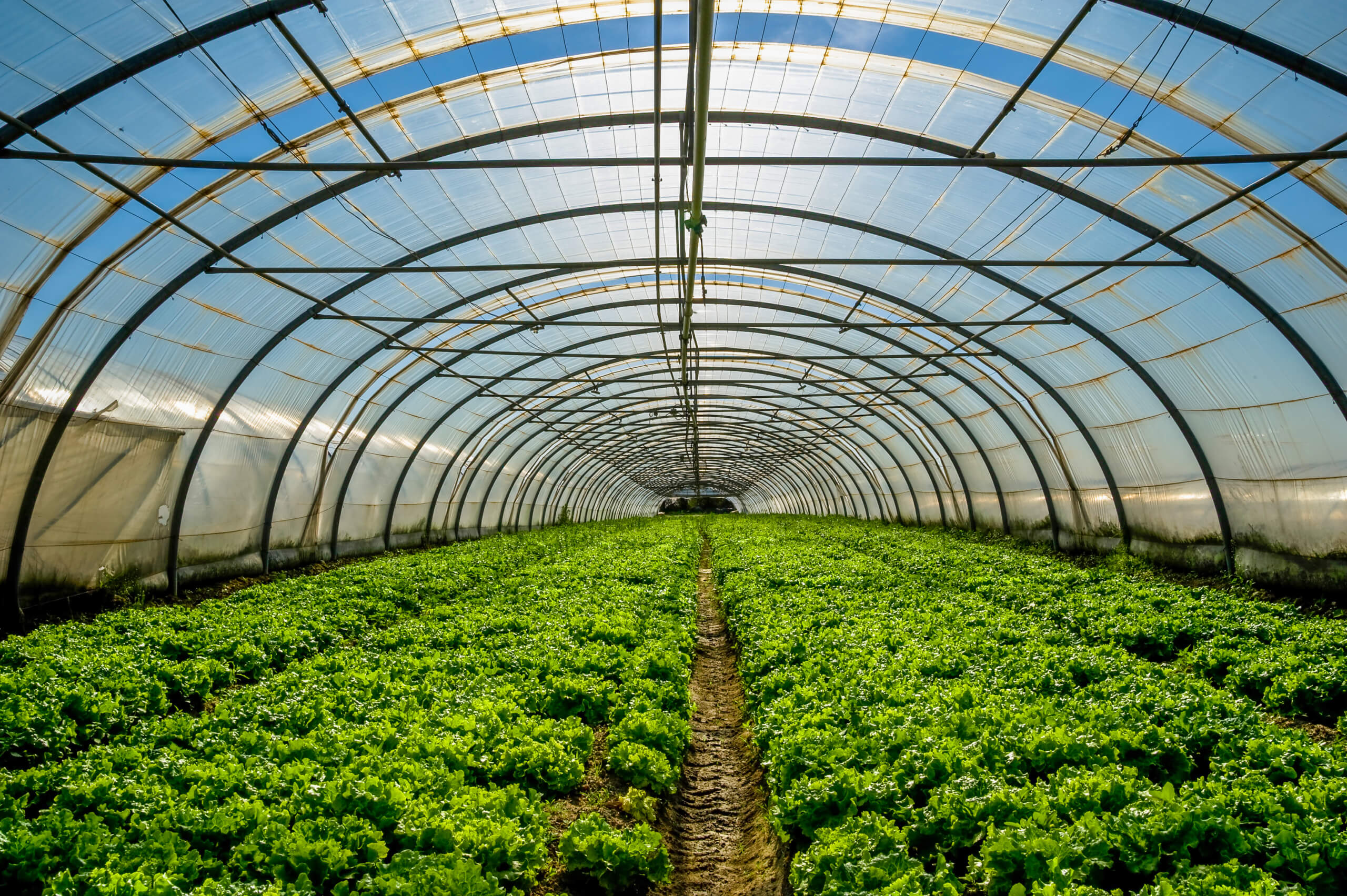 Greenhouse Produce Market Anticipated To Witness High Growth Owing to Increasing Demand For Organic Fruits And Vegetables
